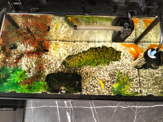 Acvarium cu pesti foto 7