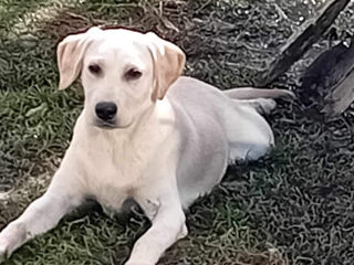 Cățel de Labrador Retriever foto 2