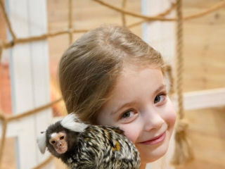 Продам ручного малыша обезьянки foto 1