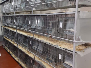 Vindem adapatori din inox pentru iepuri,sinsila de 4 mm,(chinchila,sinsila,sansila,шиншила) foto 10
