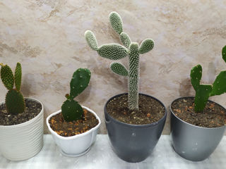 Cactus.Livrare. / Кактус. Доставка. foto 1