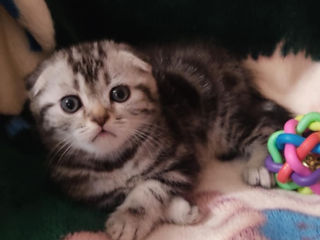 котята породы  Scottish fold & straight!!! foto 3