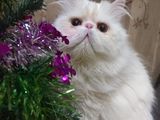 Красивый персидский кот(американские крови) приглашает девочку на вязку! foto 2