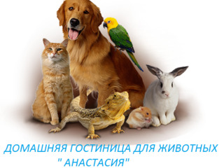 Домашняя гостиница для животных "Анастасия" передержка как дома! foto 4