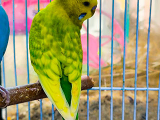 Зоосалон "Mister Dog" предлагает молодых волнистых попугаев. foto 4