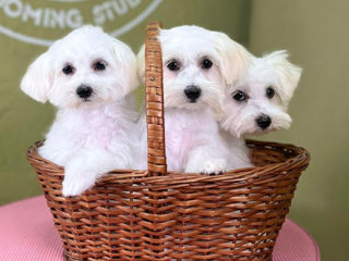 Bichon Maltese/Maltez - rasă pură - Бишон Мальтийский/Мальтийская болонка - чистокровная foto 6