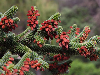 Пихта испанская (Abies pinsapo) foto 1