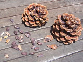 Pin-Cedru Coconar foto 3
