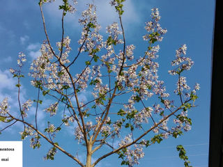 Puieti de Paulownia .Саженцы  Павловнии .