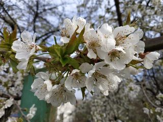 Нектар. Участок. Дача. foto 1