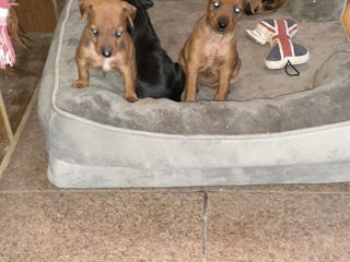 Pinscher foto 1