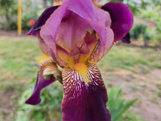 Iris Germanica. foto 3