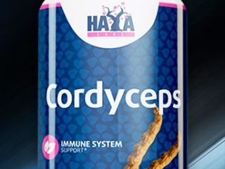 Cordyceps гриб (кордицепс)