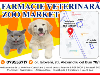 Cabinet Veterinar Tratament Vaccinare Castrare Sterilizare  or.Ialoveni foto 7