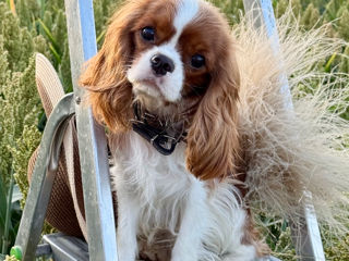 Кавалер чарльз кинг спаниель Cavalier King Charles Spaniel foto 2