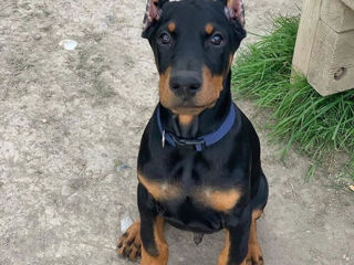 Caței Doberman se vinde urgent