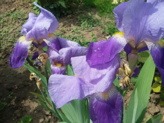Iris Germanica. foto 9