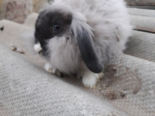 Кролики foto 8
