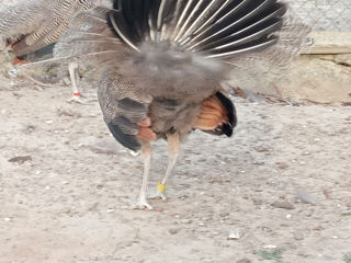 Păuni masculi foto 6