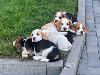 Cățeluși Beagle/ Щенки Бигли (livrare Europa)