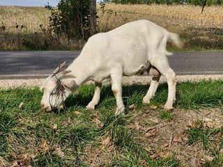 Se vinde un țap alpin-francez foto 1