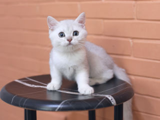 British Shorthair silver chinchilla .