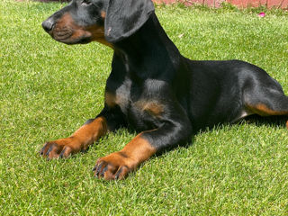 Doberman  foto 3