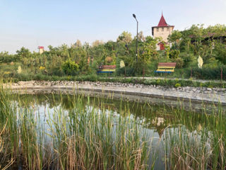 Foisor, Bisetka (Crama Diaconu) foto 4