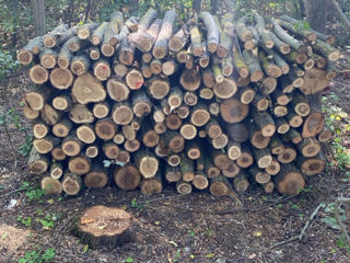 Vind lemn de foc specii tari stejar salcim în amestec foto 4