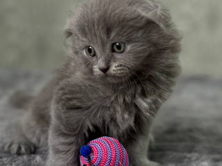 Motănel Scottish fold long hair