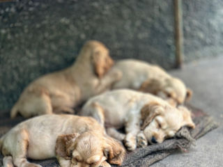 Cocker Spaniel Englez Rasa curata  foto 9