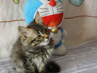 Замечательный сибирский  пушистый котенок котик. foto 5