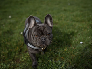 Bulldog Franchez (pentru împerechere) foto 2