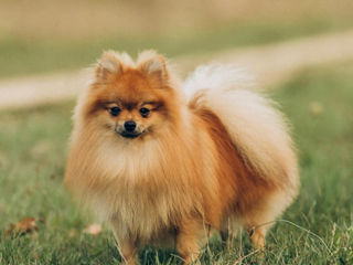 Pomeranian (Spitz) mascul