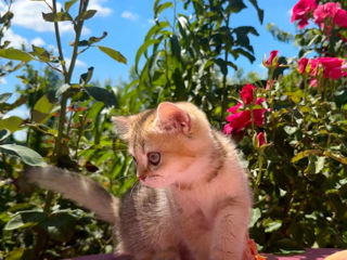 British shorthair golden shaded