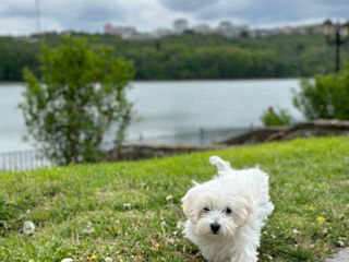 Мальтийская болонка  bichon maltese foto 3