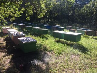 Vînzare albini - familii bune cu/sau fără stupi. Începătorilor oferim consultări!!! foto 3