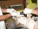 Ветеринарная клиника "Vetasist" - качество, добросовестность, приемлемые цены foto 4