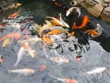 Karp-Koi peşti de vânzare ( avem și micuți ) foto 4