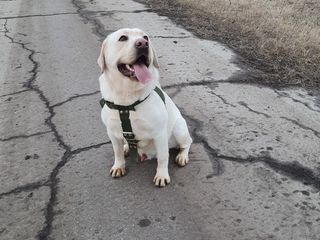 Labrador împerechere