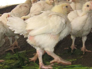 Продаю цыплят бройлеров породы Кооб 500 ( вес 900 гр )