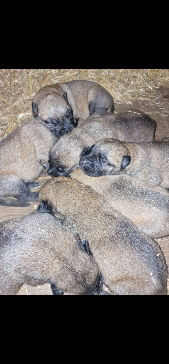 Ciobanesc belgian Malinois foto 0