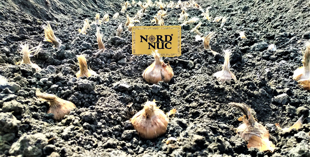 Șofran - Crocus Sativus "Cashmirianus". foto 15