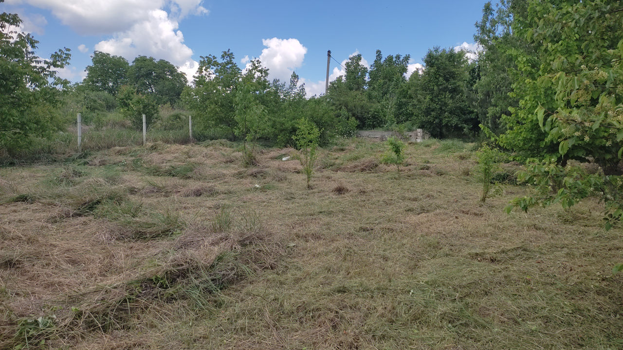 Ofer  servicii    cosit  iarba, puieți de vișin  cu motocoasa foto 7