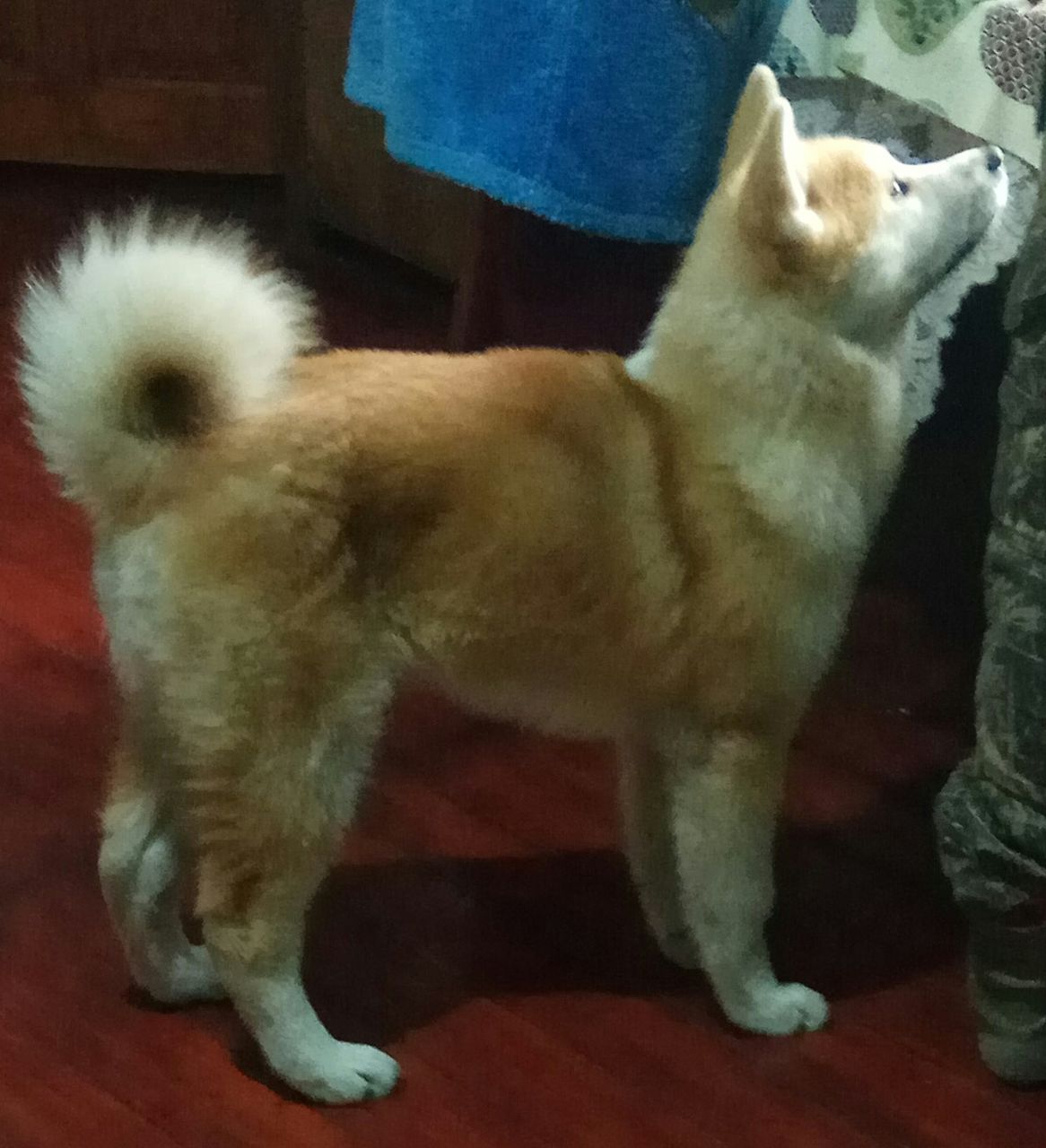 отличного шенка.мать чипированая.шенок отобран для себя . идиальный ...