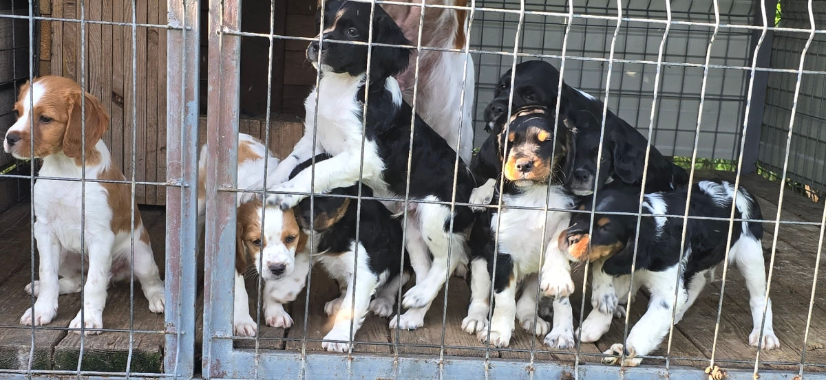 Ciini de vânătoare  foto 1