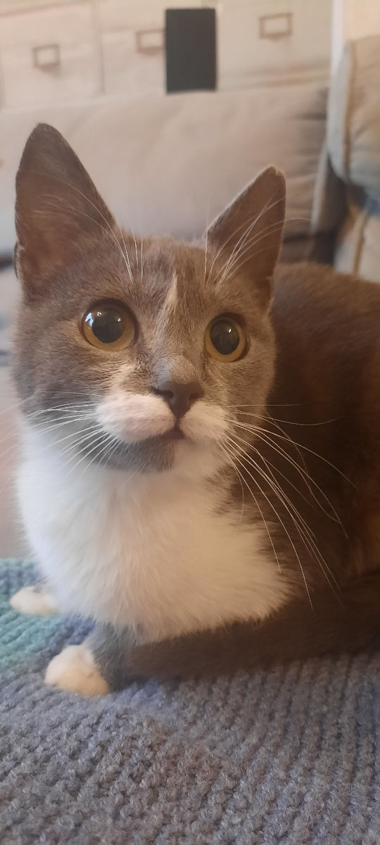 Pisicuța spre adoptie/ Кошечка к присиройству foto 4