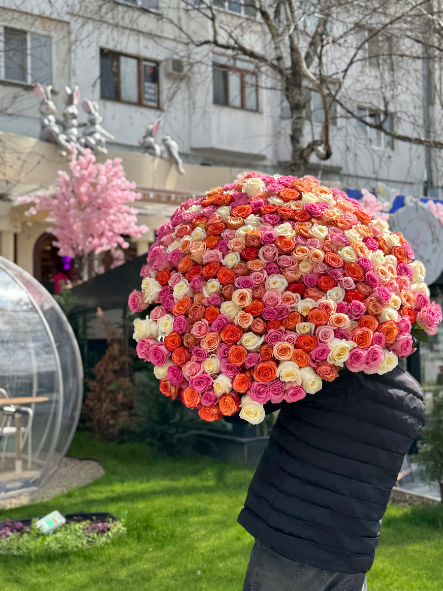 Oferte speciale la lalele! 51 la 1000 lei / soiuri olandeze! foto 8