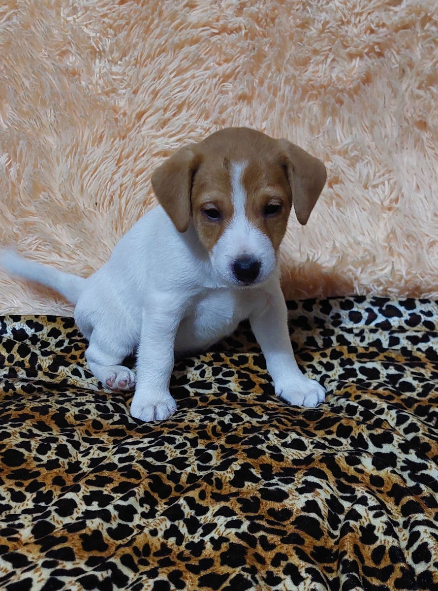 Vând căței jack russell terrier, născuți la 15 august. Or. Soroca foto 4