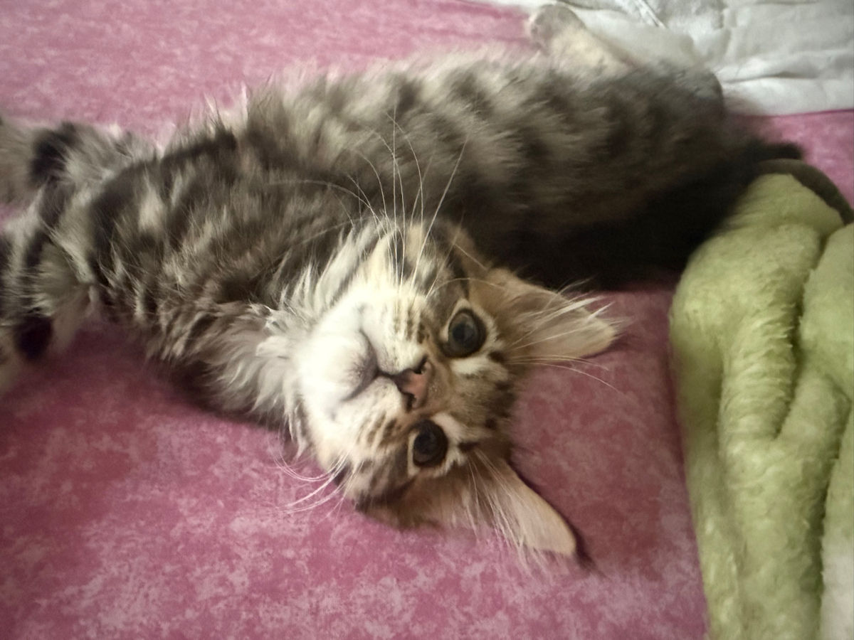 Котята Майн Кун , ищут семью фото 8